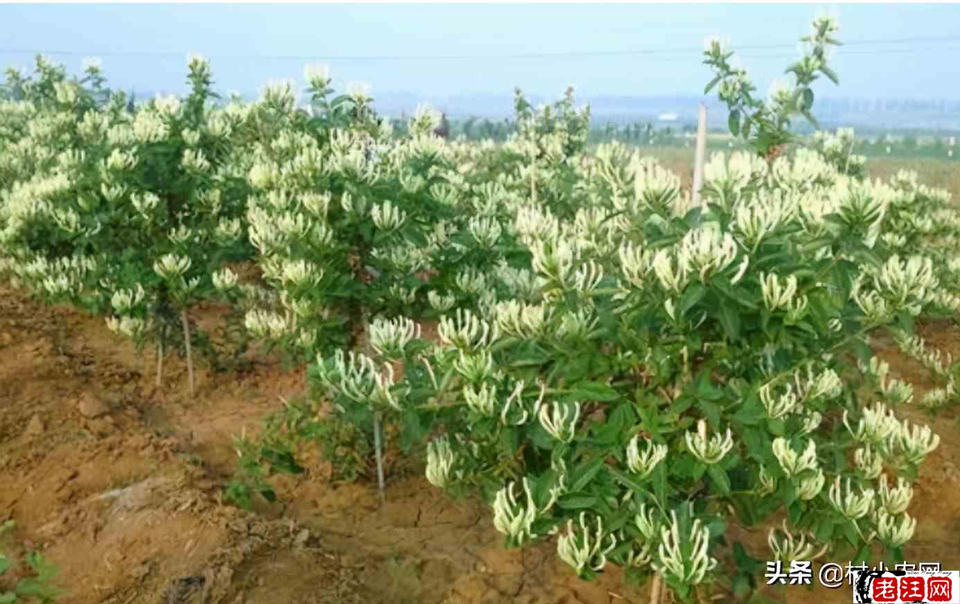 在农村创业，这6个销路好的种植项目，你觉得哪个最有前景？