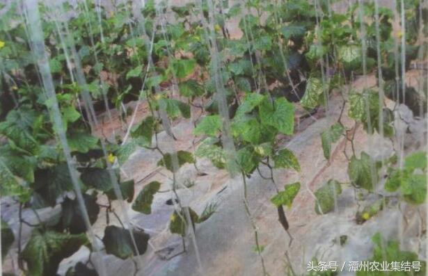 致富黄瓜种植视频_致富经黄瓜种植_黄瓜种植高产技术
