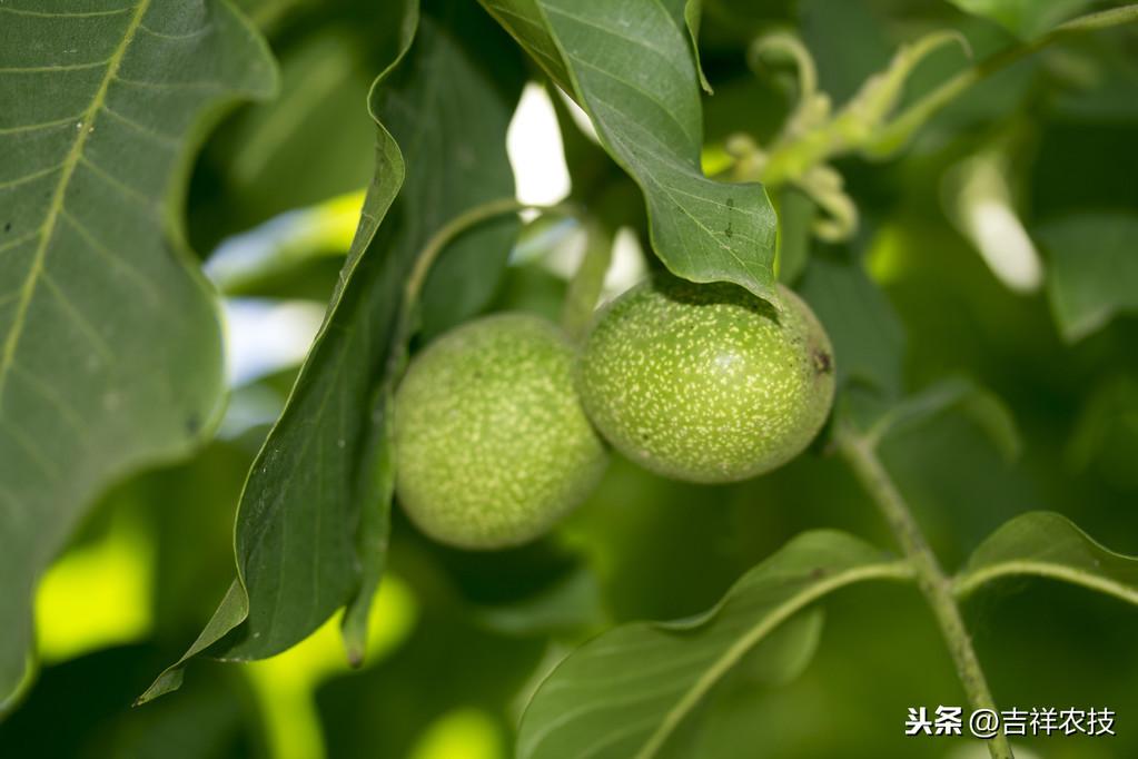 养殖天牛技术与管理_养殖天牛技术视频_天牛养殖技术