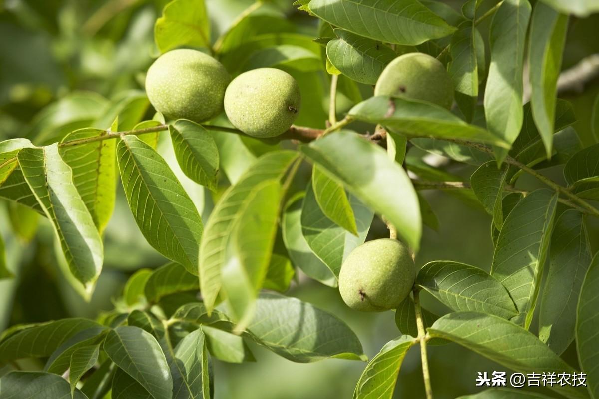 养殖天牛技术视频_天牛养殖技术_养殖天牛技术与管理