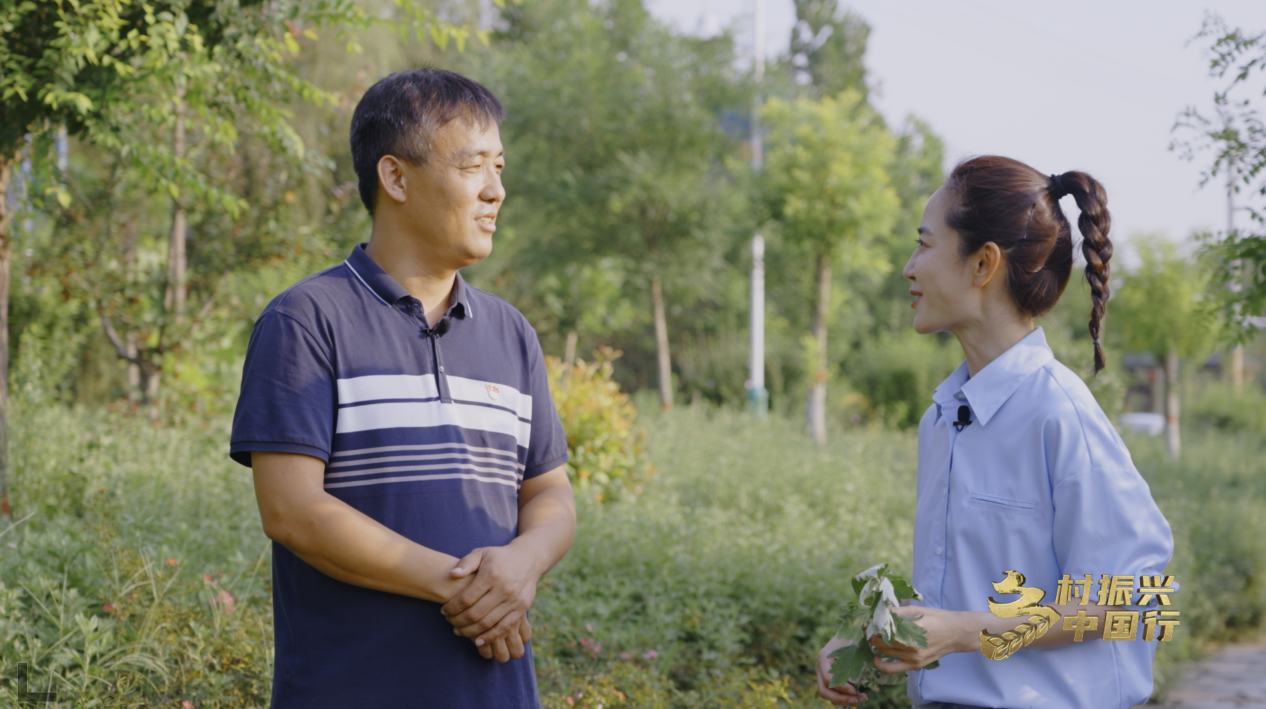 致富经黄瓜种植_黄瓜种植效益_致富黄瓜种植视频