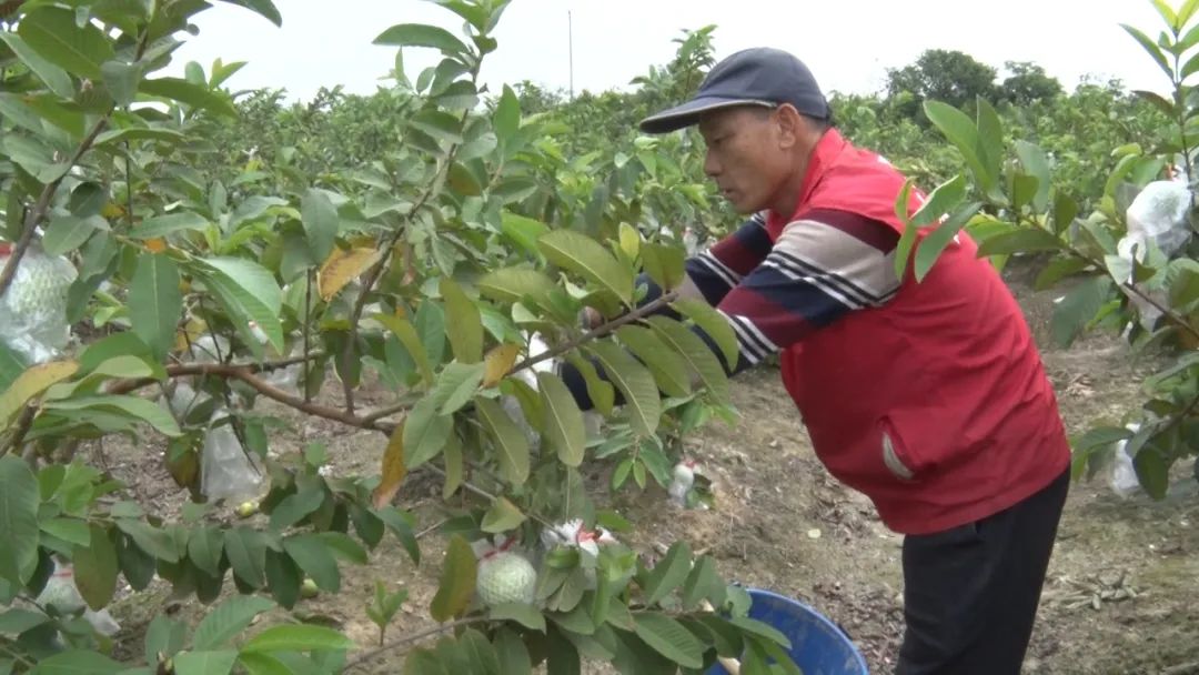 致富经番石榴种植_石榴的种植前景与收益_致富石榴种植视频