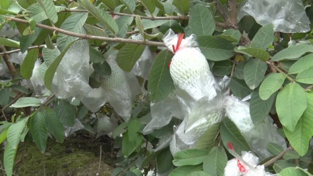 石榴的种植前景与收益_致富经番石榴种植_致富石榴种植视频