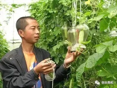 小伙返乡创业，种植这玩意儿，1年赚到60万