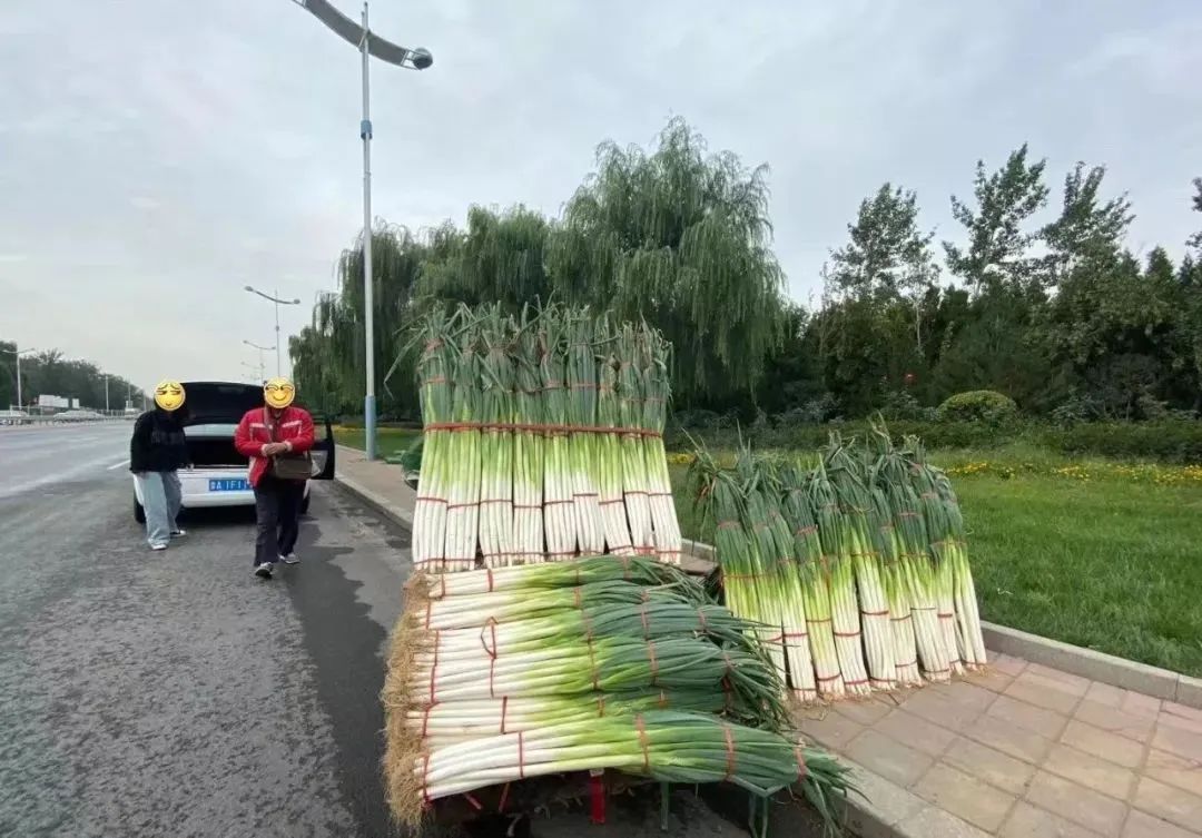 章丘大葱种植技术视频_章丘大葱种植葱苗视频_章丘大葱怎么栽
