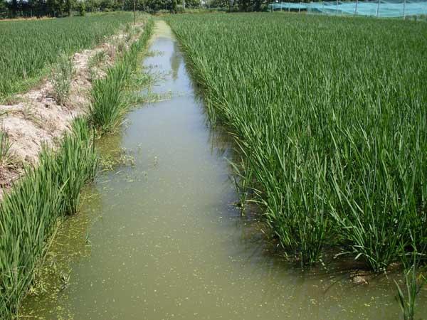 南方地区泥鳅稻田生态养殖技术