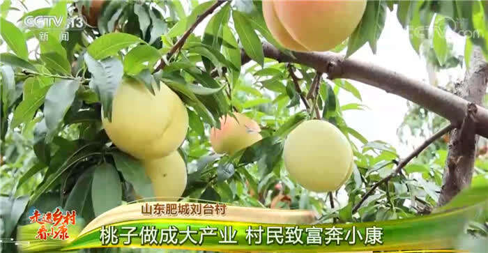 致富经桃子视频_视频致富桃子怎么做_视频致富经