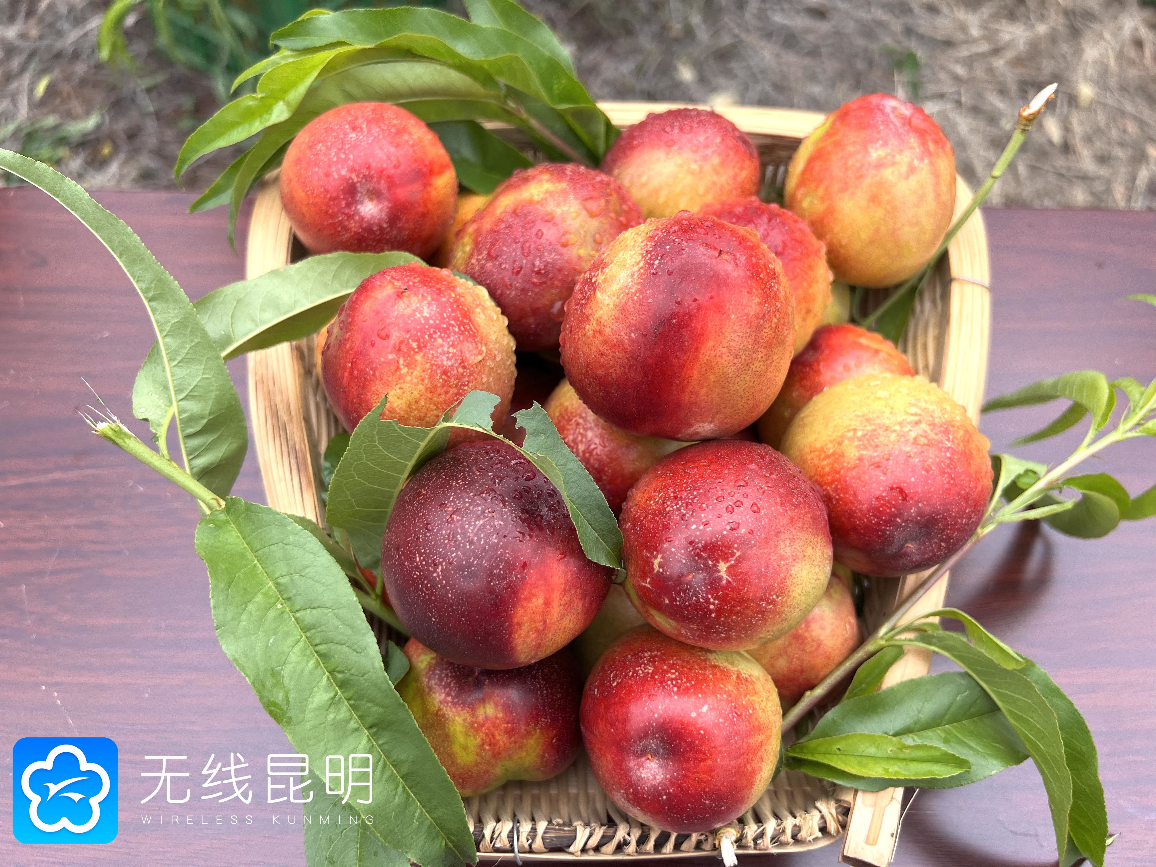 致富经爱桃成痴赚千万_视频致富桃子直播_致富经桃子视频