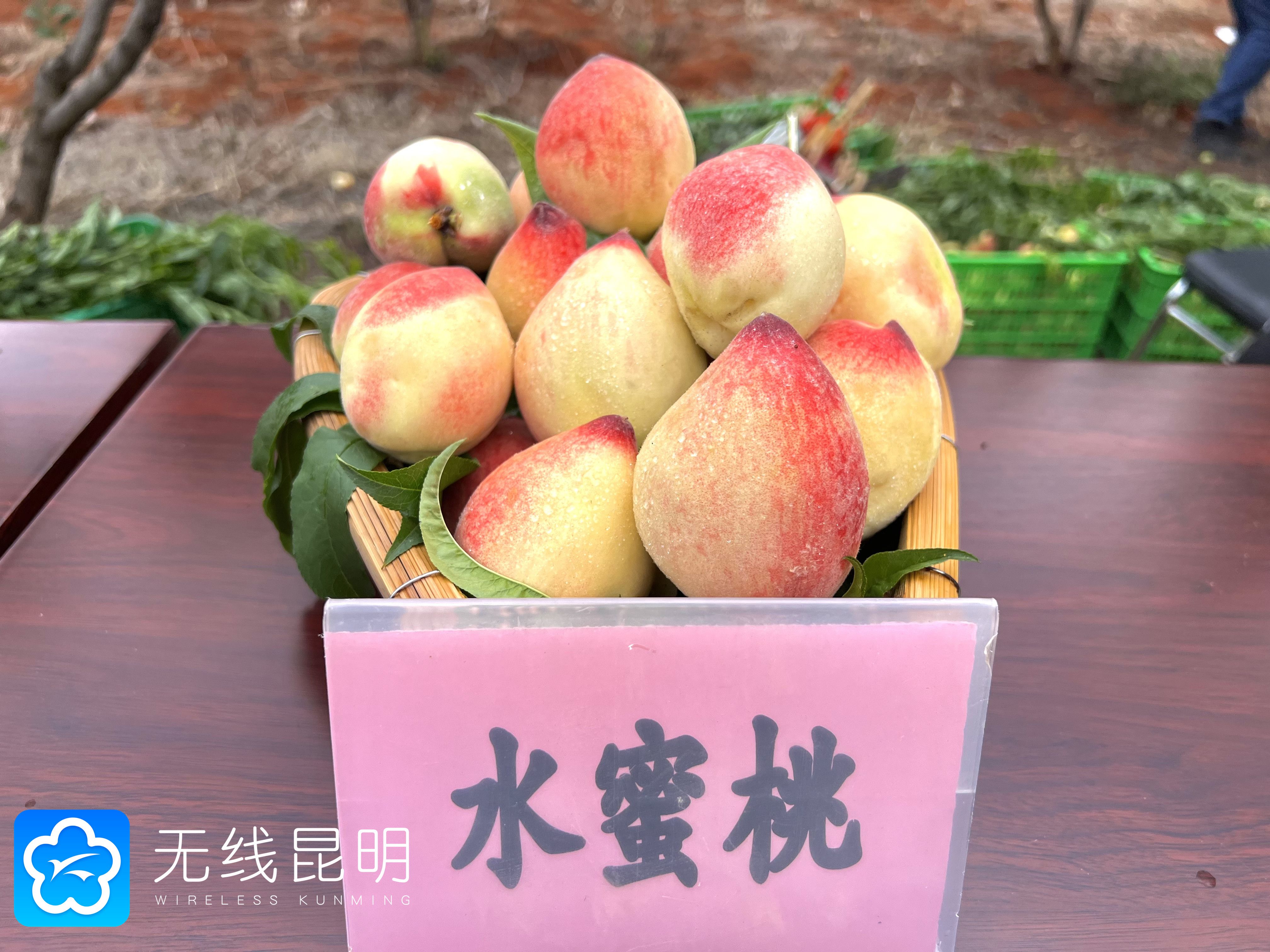 致富经桃子视频_视频致富桃子直播_致富经爱桃成痴赚千万