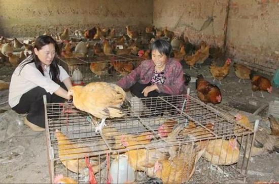 致富养殖语_养殖致富感恩发言_致富发言养殖感恩的话