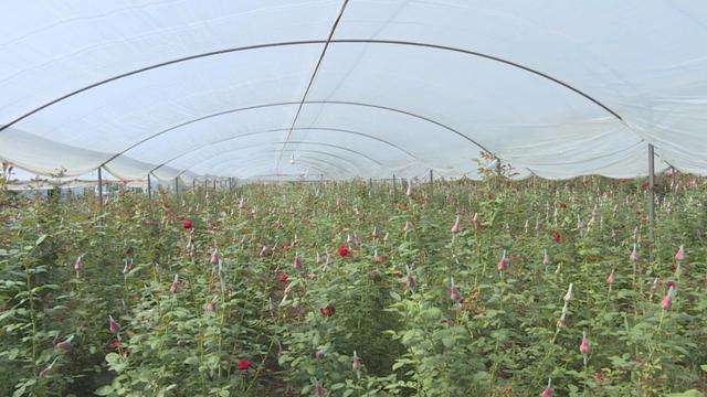 致富经种月季花_玫瑰花种植致富经_种玫瑰赚钱吗