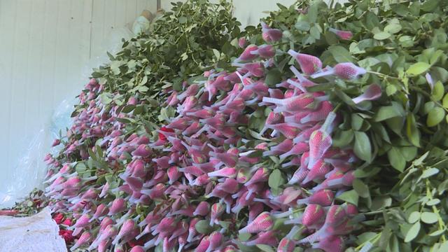 致富经种月季花_种玫瑰赚钱吗_玫瑰花种植致富经