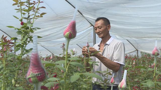 种玫瑰赚钱吗_玫瑰花种植致富经_致富经种月季花