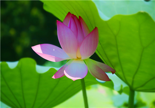 莲花种植技术视频_莲花种植技术现状_莲花种植技术