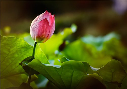 莲花种植技术视频_莲花种植技术_莲花种植技术现状