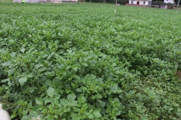 致富种植番薯叶图片_番薯叶种植致富_致富种植番薯叶视频