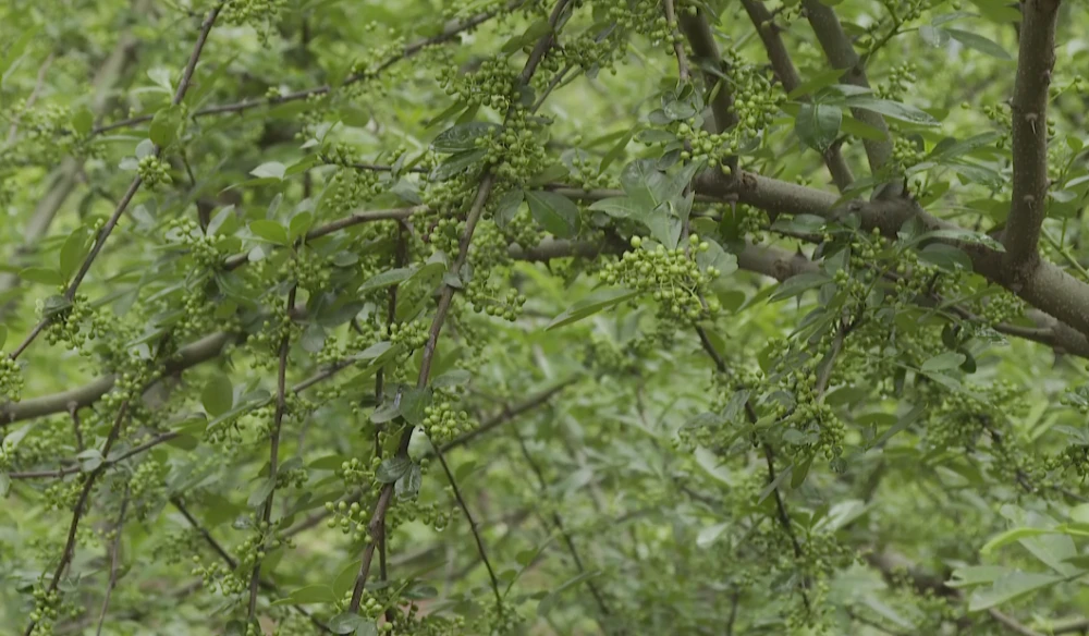 安庆种植什么农作物_安庆种植结构_安庆种植致富