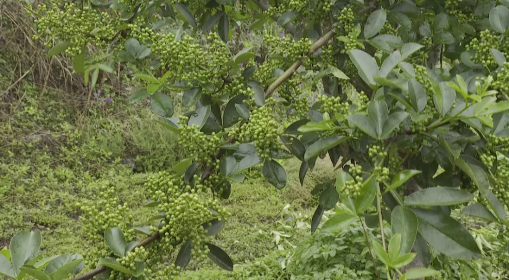 安庆种植致富_安庆种植什么农作物_安庆种植结构