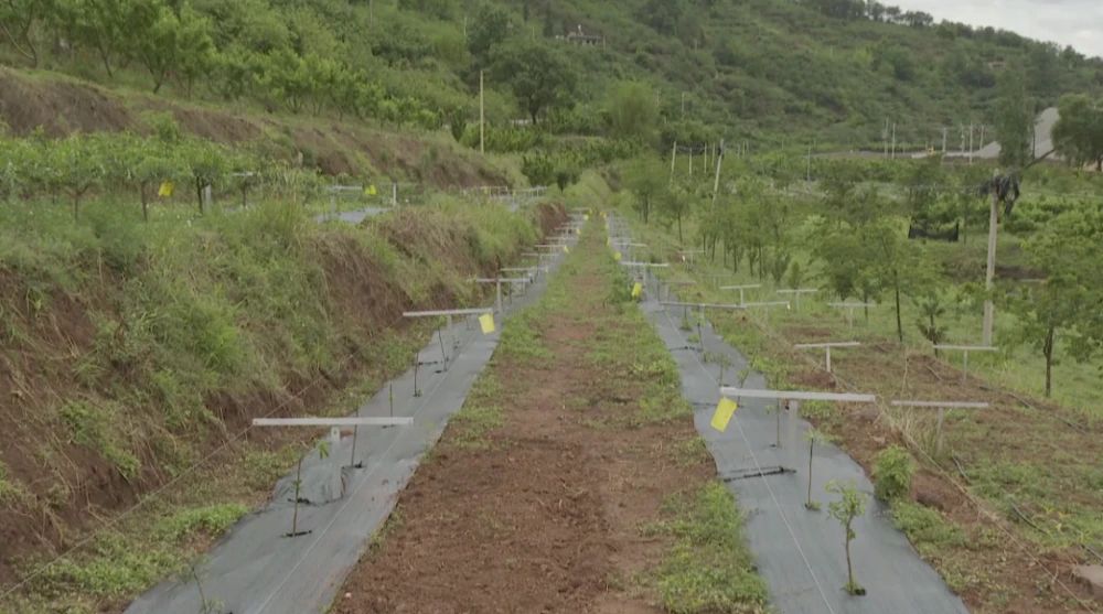 安庆种植结构_安庆种植致富_安庆种植什么农作物