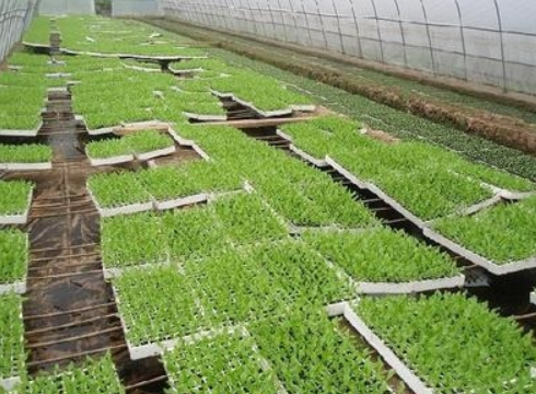 蔬菜种植网蔬菜种植技术_蔬菜种苗网_蔬菜种植技术网