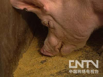 致富鸡蛋_致富经鸡_致富鸡幸福路