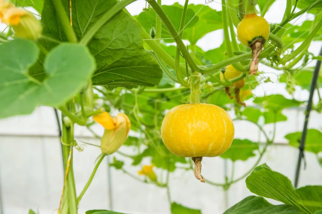 蔬菜种苗网_蔬菜种植网蔬菜种植技术_蔬菜种植技术网