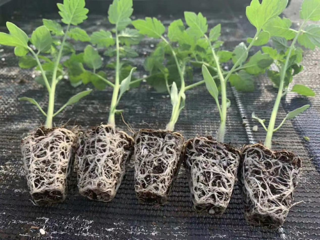 蔬菜种植技术大全app_蔬菜种植技术网_蔬菜种植网站下载安装