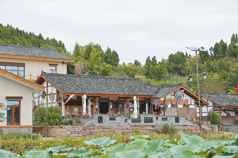 种蔬菜致富经_农民种植蔬菜_农村种植蔬菜致富