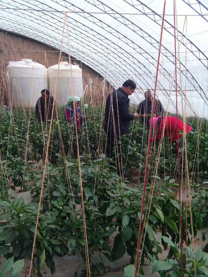 农村种植蔬菜致富方案_种蔬菜致富经_农村种植蔬菜致富