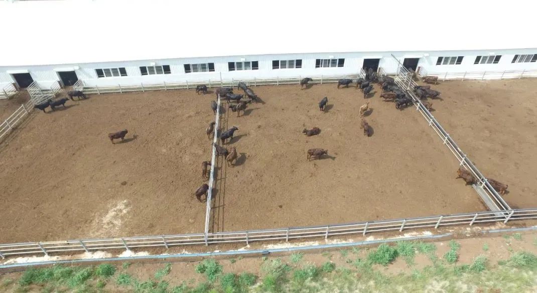 辽宁肉牛养殖补贴政策_辽宁养殖肉牛犊技术培训_辽宁肉牛犊养殖技术