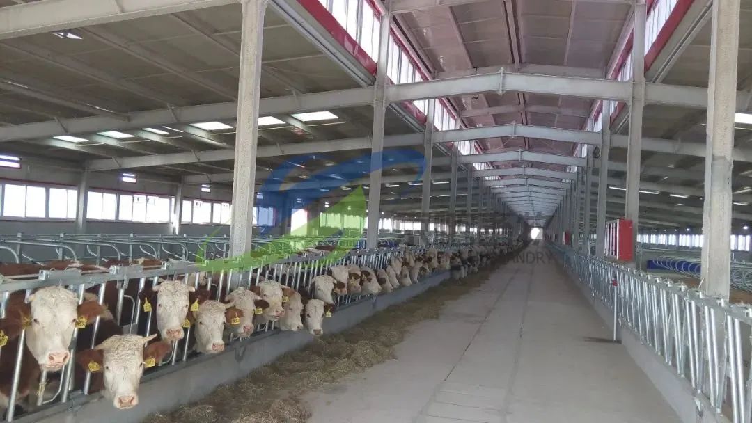 辽宁肉牛养殖补贴政策_辽宁养殖肉牛犊技术培训_辽宁肉牛犊养殖技术