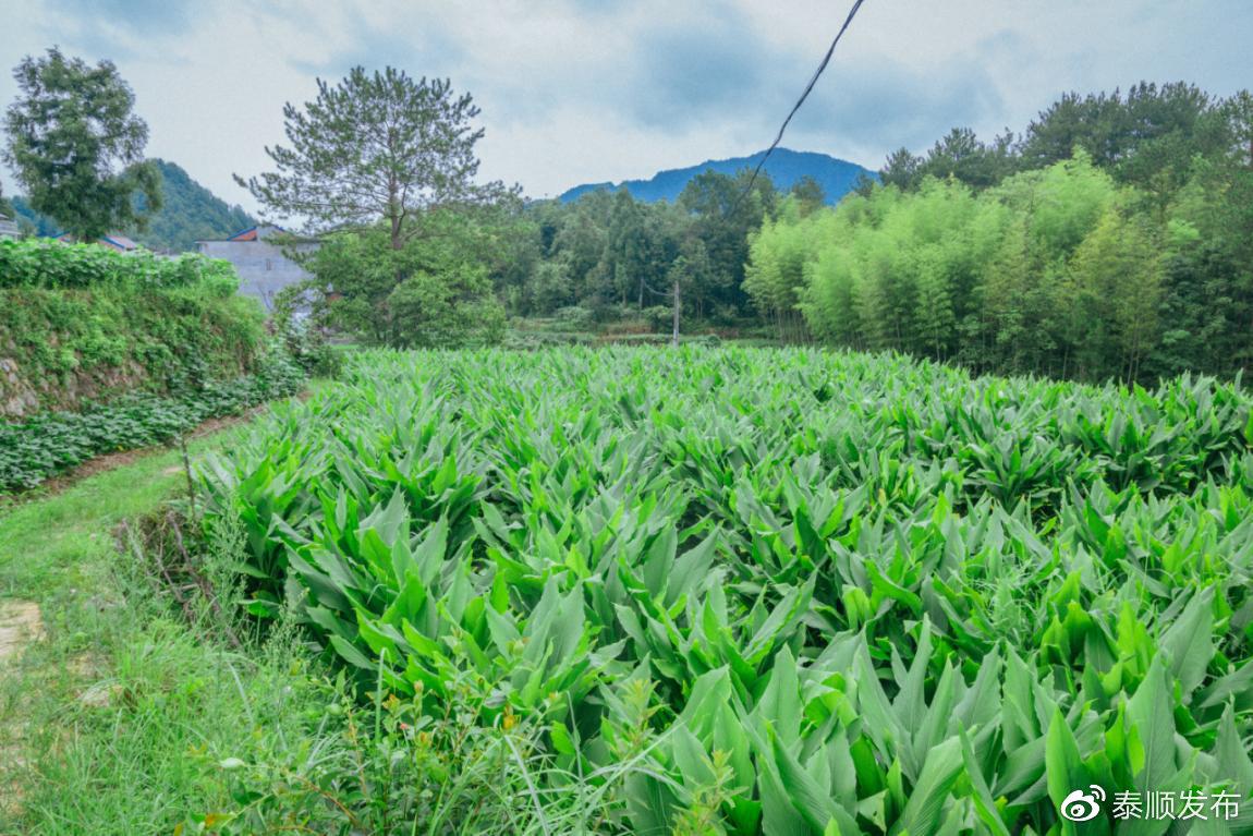 莪术种植成本与利润_莪术种植致富故事_莪术种植前景