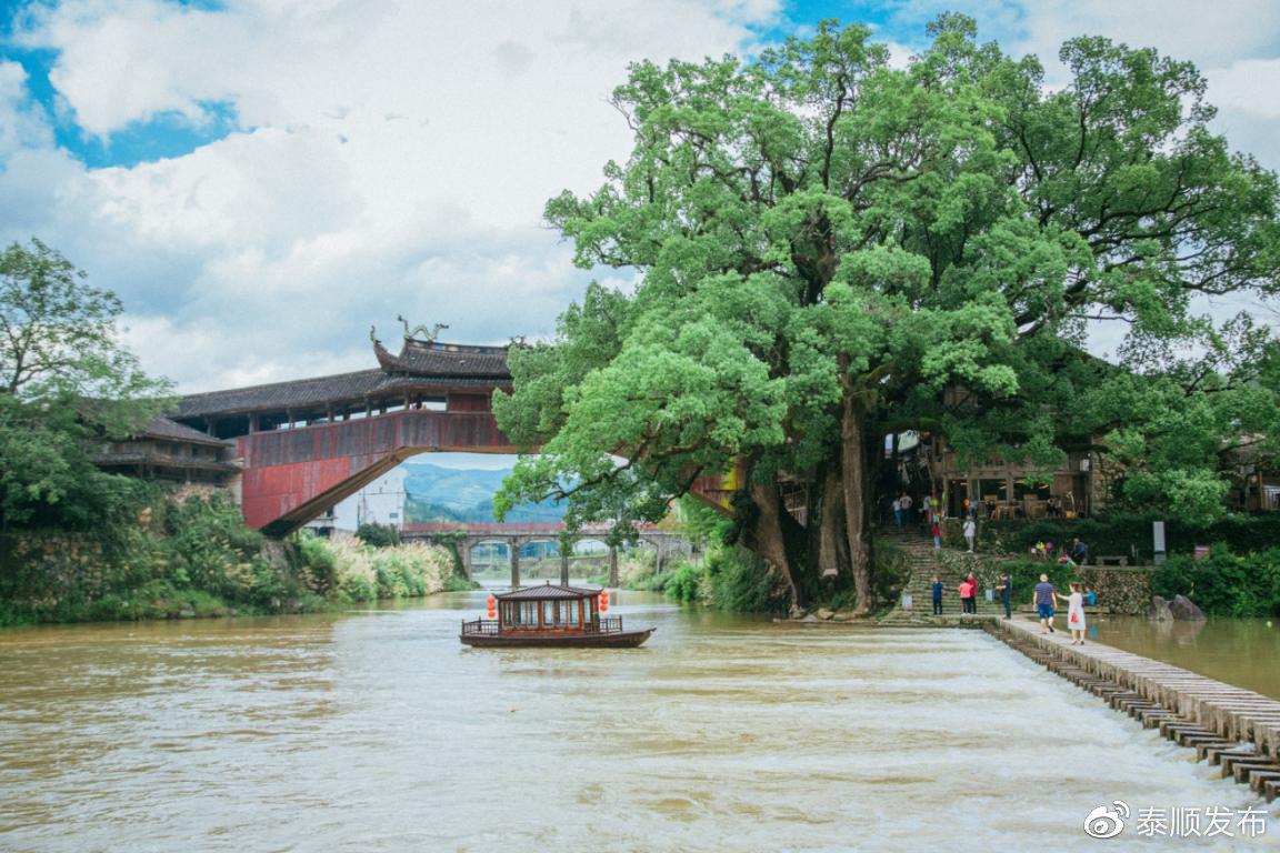莪术种植致富故事_莪术种植成本与利润_莪术种植前景