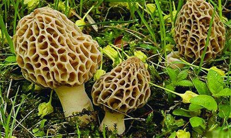 致富经四川羊肚菌地址_四川羊肚菌菌种公司_四川羊肚菌种植合作社在哪里