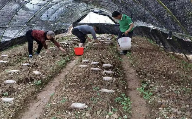 四川种植羊肚菌培训基地_羊肚菌四川基地_致富经四川羊肚菌地址