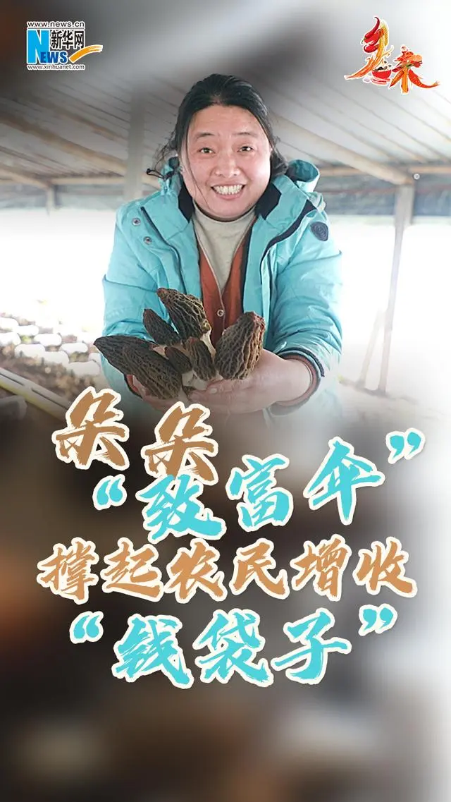 四川羊肚菌种植合作社在哪里_致富经四川羊肚菌地址_四川羊肚菌菌种公司