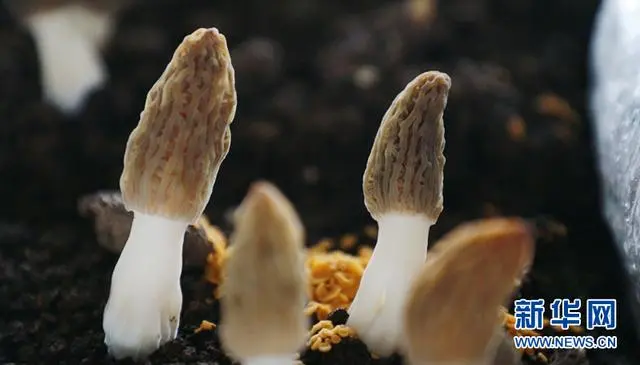致富经四川羊肚菌地址_四川羊肚菌种植合作社在哪里_四川羊肚菌菌种公司