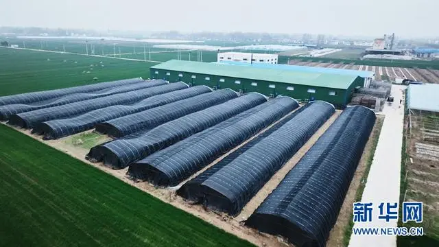四川羊肚菌菌种公司_致富经四川羊肚菌地址_四川羊肚菌种植合作社在哪里