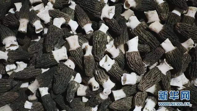 致富经四川羊肚菌地址_四川羊肚菌种植合作社在哪里_四川羊肚菌菌种公司