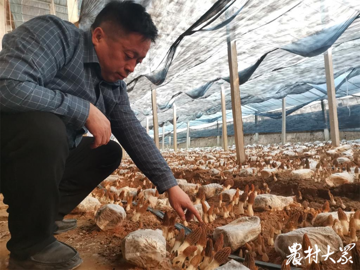 四川羊肚菌菌种公司_致富经四川羊肚菌地址_四川羊肚菌种植合作社在哪里