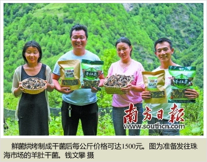 深山羊肚菌 跨越山与海
