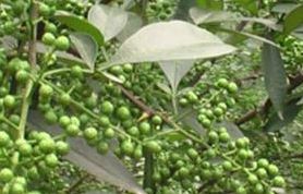 2020年农村十大种植致富好项目推荐收益可观