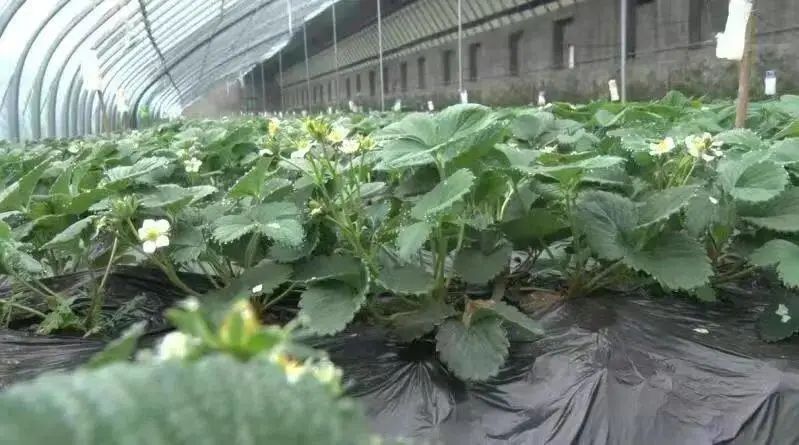草莓种植技术农业种植致富项目_种植致富农业草莓技术项目介绍_草莓种植投资与效益