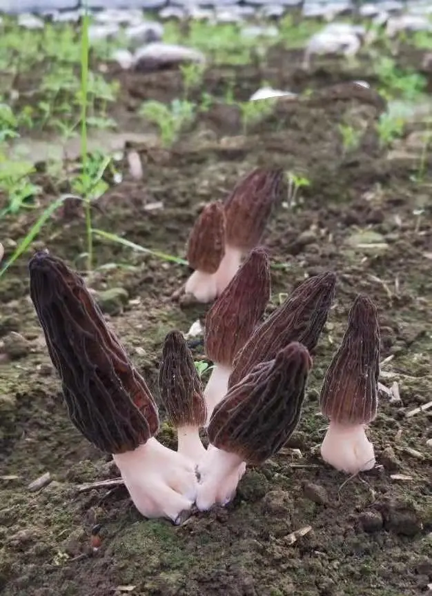 四川羊肚菌种植基地_羊肚菌四川基地_致富经四川羊肚菌地址