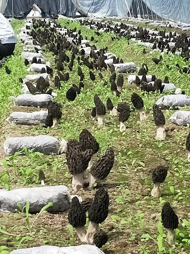 四川羊肚菌种植基地_羊肚菌四川基地_致富经四川羊肚菌地址