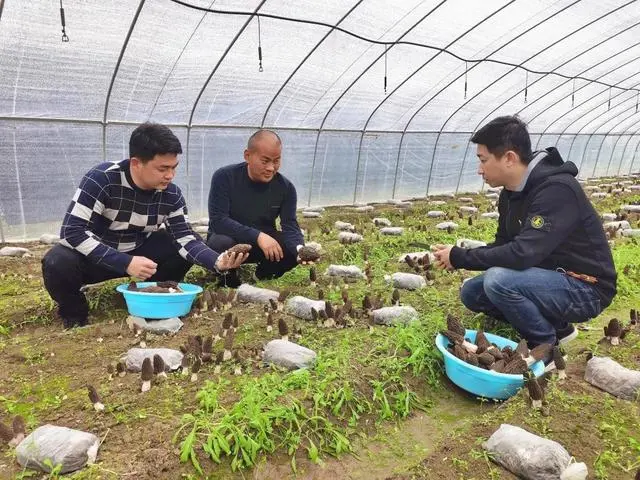 致富经四川羊肚菌地址_四川羊肚菌种植基地_羊肚菌四川基地