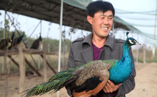竹鼠养殖骗局_竹鼠养殖赚钱吗_养竹鼠的致富经视频