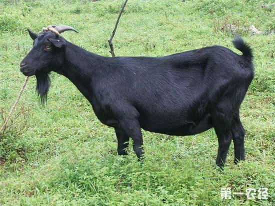 黑山羊