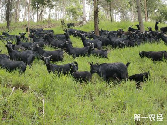 黑山羊