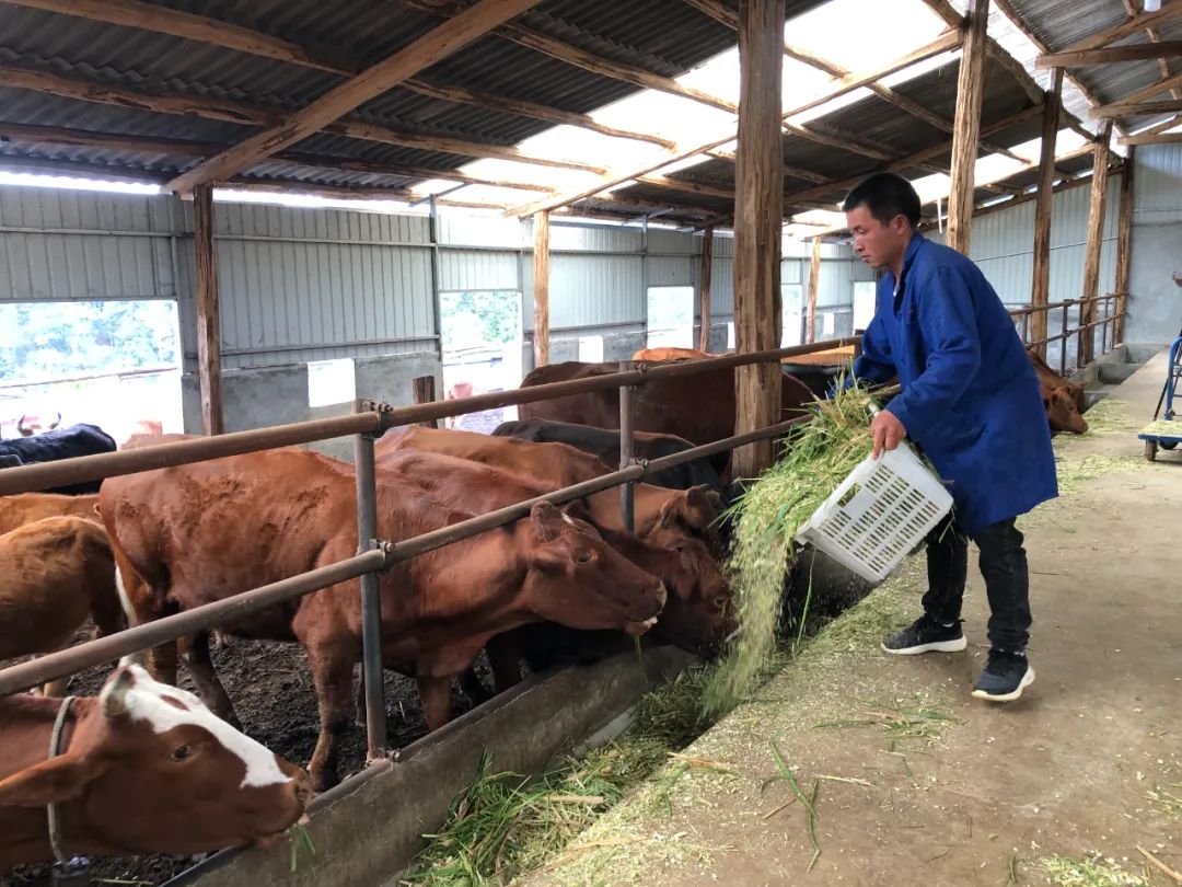 种养致富项目_种草养殖致富_致富养殖种草图片大全